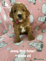 Cockapoo dogs - Advert 9