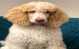 Standard Poodle dogs for sale: Standard Poodle Girl Available Apricot&White Parti - Image 13