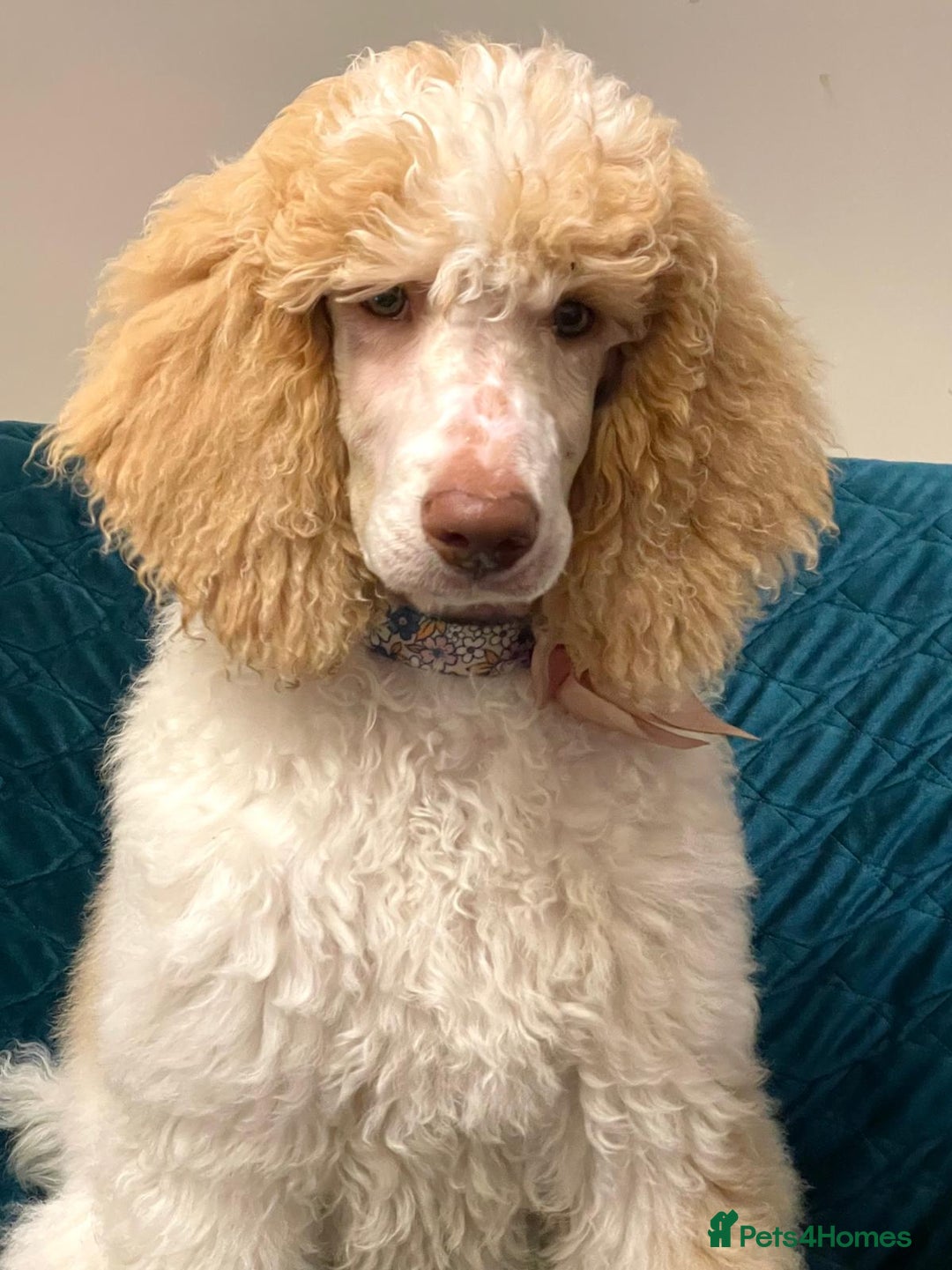 Standard Poodle dogs for sale: Standard Poodle Girl Available Apricot&White Parti - Image 13
