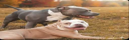 American Bully dogs for sale: American Bully Standard  - Advert 6