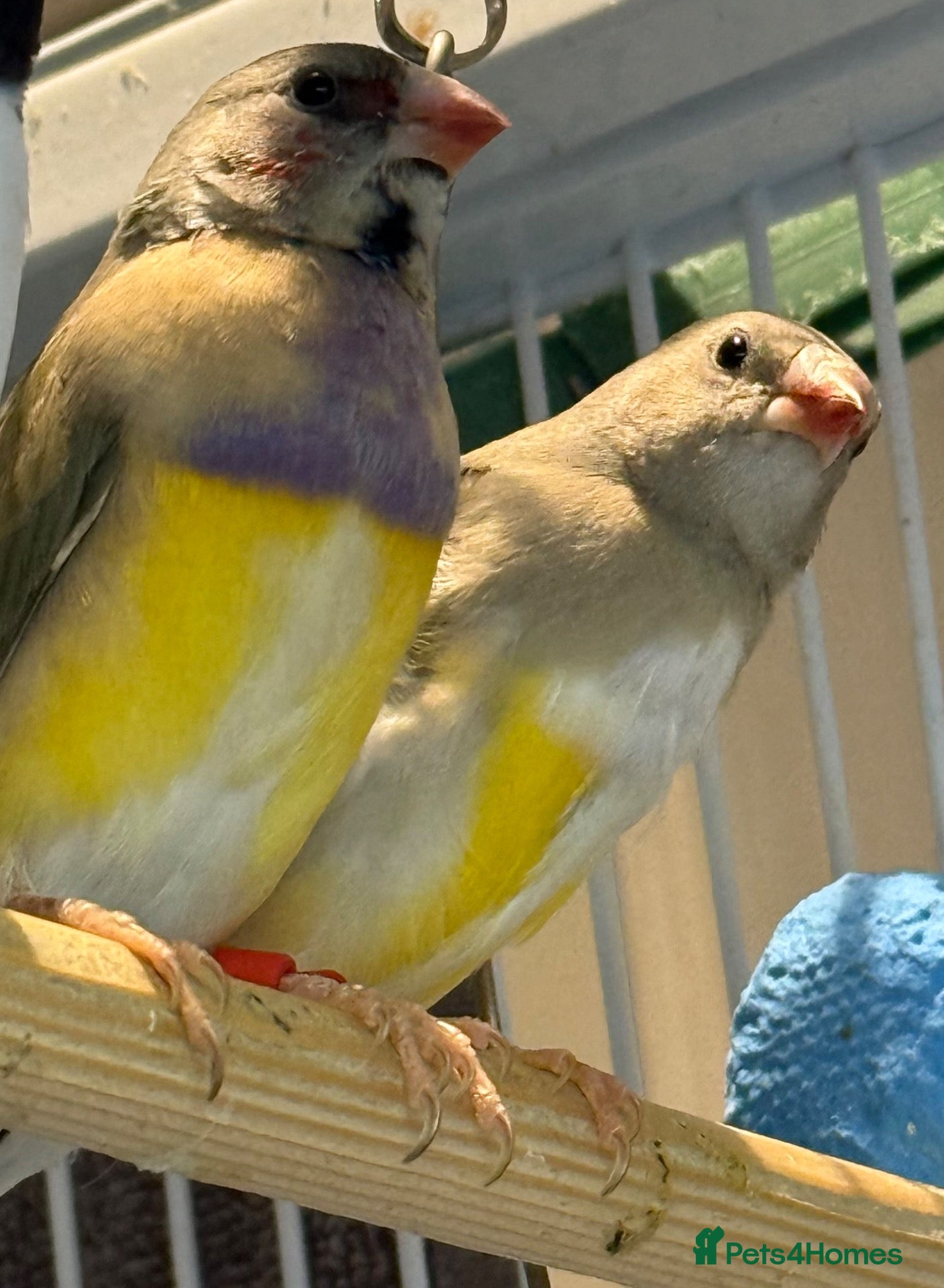 Finches birds  Gouldian finches males 5 months old    - Advert 1