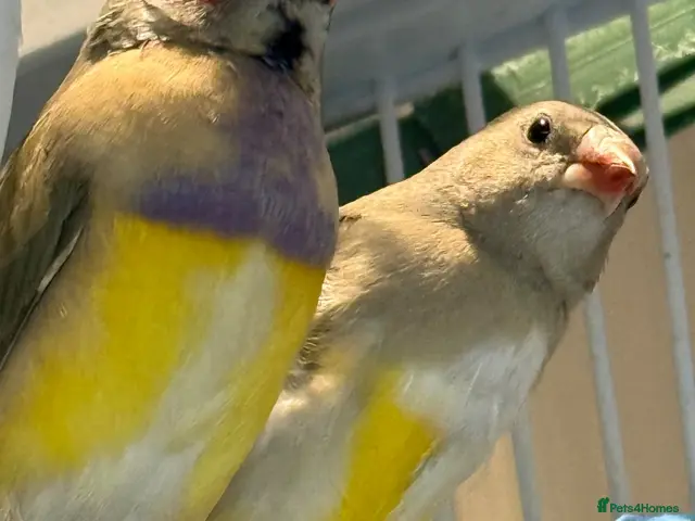 Finches birds for sale: Gouldian finches males 5 months old - Advert 1