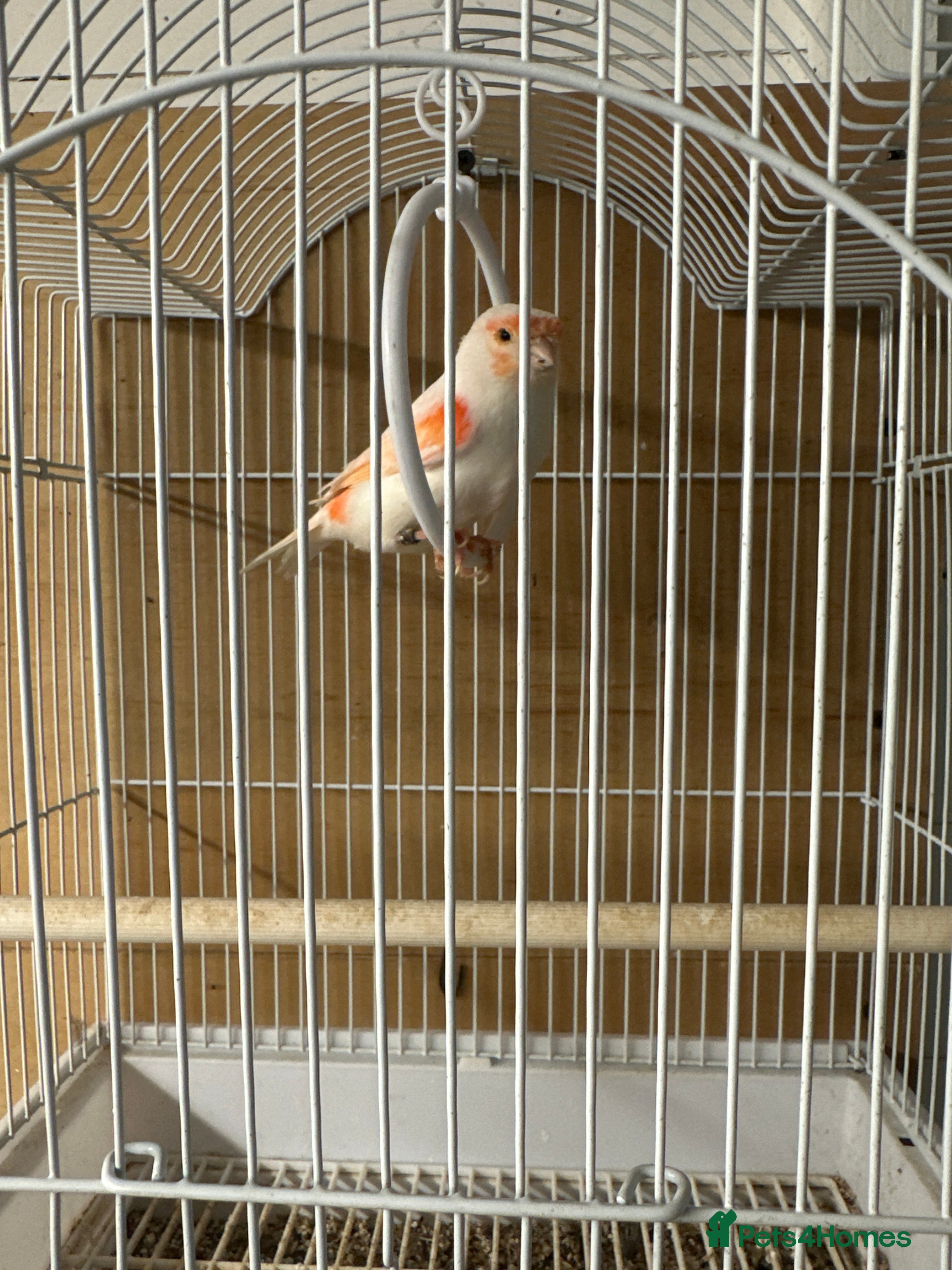 Canaries birds Canary - Advert 10