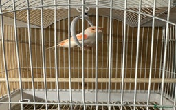 Canaries birds for sale: Canary - Image 1
