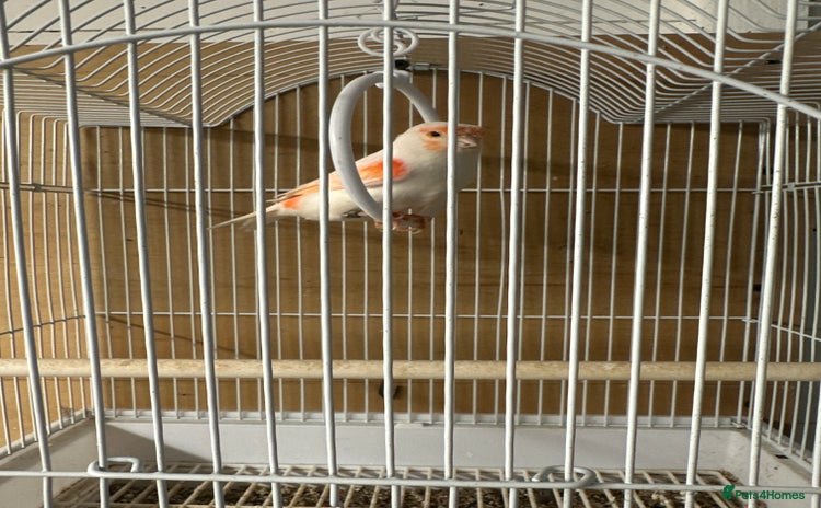 Canaries birds - Advert 1