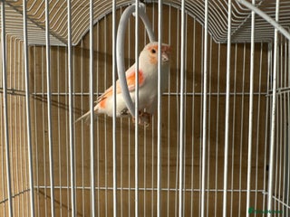 Canaries birds - Advert 6