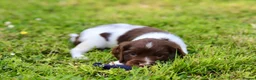 English Springer Spaniel dogs for sale: Kc registered English springer spaniel pups - Advert 5