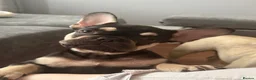 French Bulldog dogs for sale: One French bulldog puppy  in Walsall - Advert 7