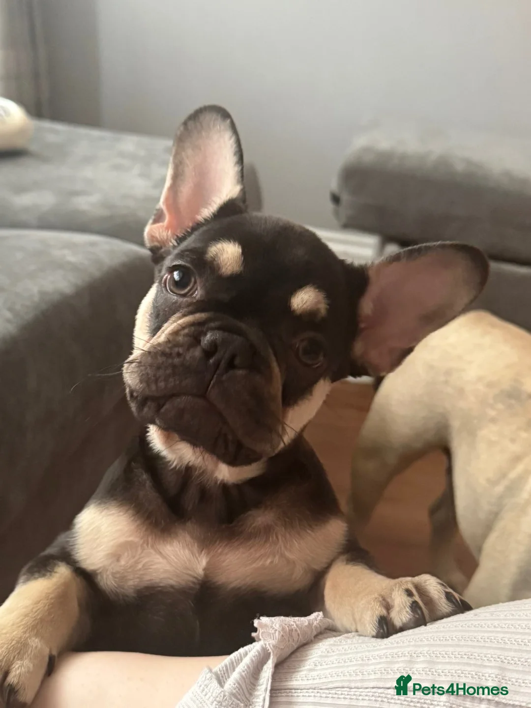 French Bulldog dogs for sale: One French bulldog puppy  in Walsall - Advert 7