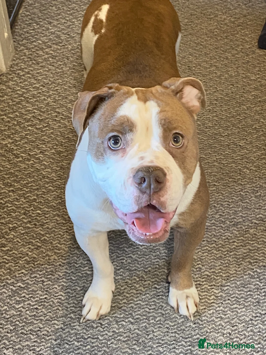 Olde English Bulldogge dogs for sale: Olde English Bulldogge litter in Walsall - Advert 2