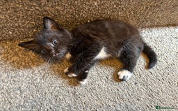 Mixed Breed cats for sale: 2 gorgeous kittens - Image 9