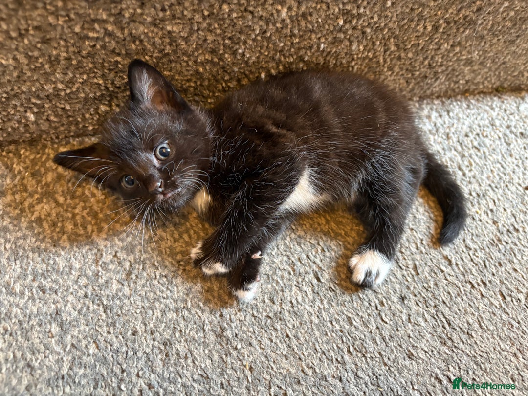 Mixed Breed cats for sale: 2 gorgeous kittens - Image 9