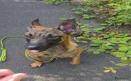 Belgian Shepherd Dog dogs for sale: Kairo - Belgian Malinois - Image 1