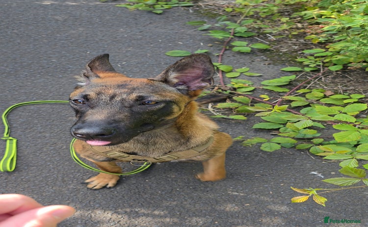 Belgian Shepherd Dog dogs - Advert 1