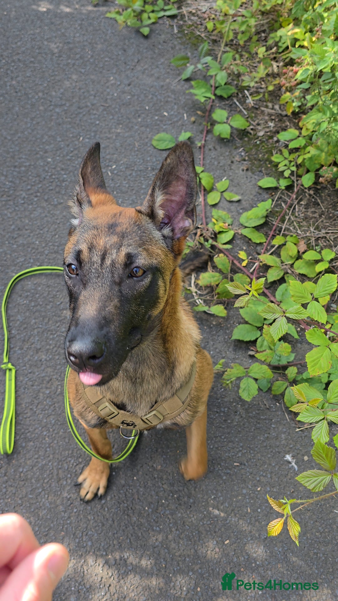 Belgian Shepherd Dog dogs for sale: Kairo - Belgian Malinois - Image 1