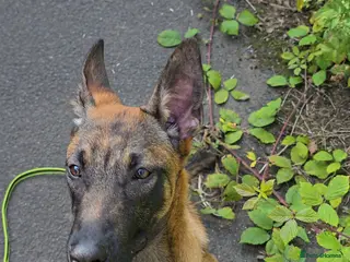 Belgian Shepherd Dog dogs Kairo - Belgian Malinois - Advert 3