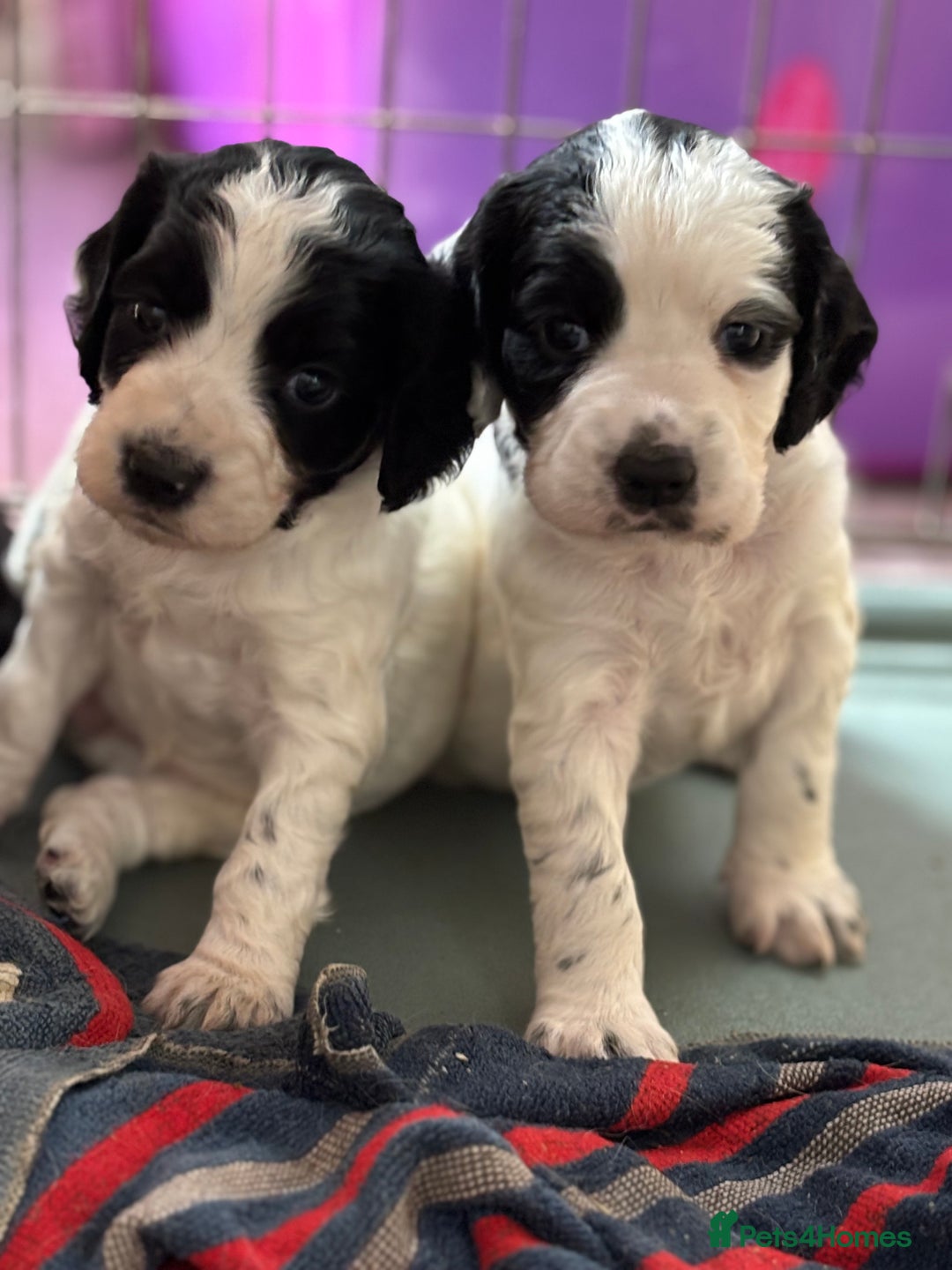 Cocker Spaniel dogs for sale: 1 beautiful boy working cocker spaniels left £650 - Image 1
