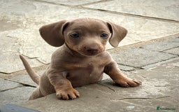 Miniature Dachshund dogs for sale: Beautiful litter of miniature dachshund puppies  - Image 27