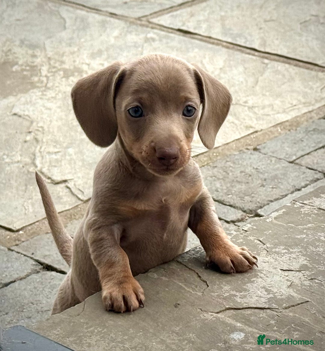 Miniature Dachshund dogs for sale: Beautiful litter of miniature dachshund puppies  - Image 27