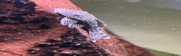 Plecos fish for sale: Shortfin Bristlenose SALE - Advert 2