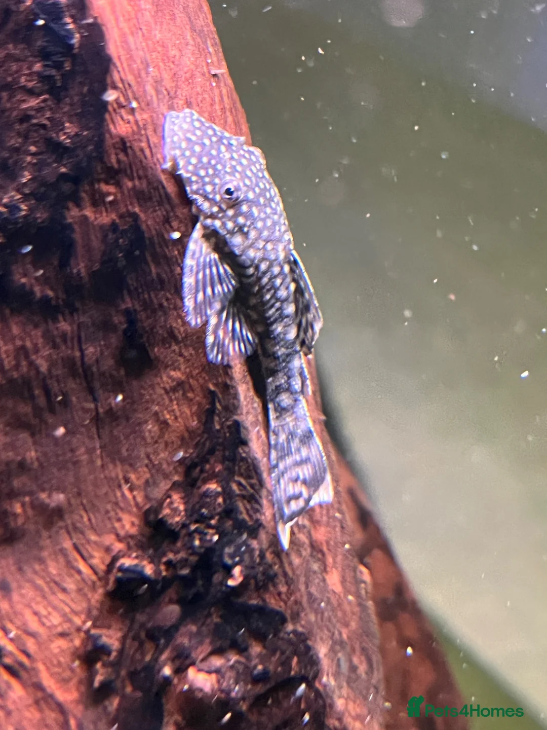 Plecos fish for sale: Shortfin Bristlenose SALE - Advert 2