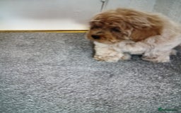 Maltipoo dogs for sale: Multiple puppies  - Image 4