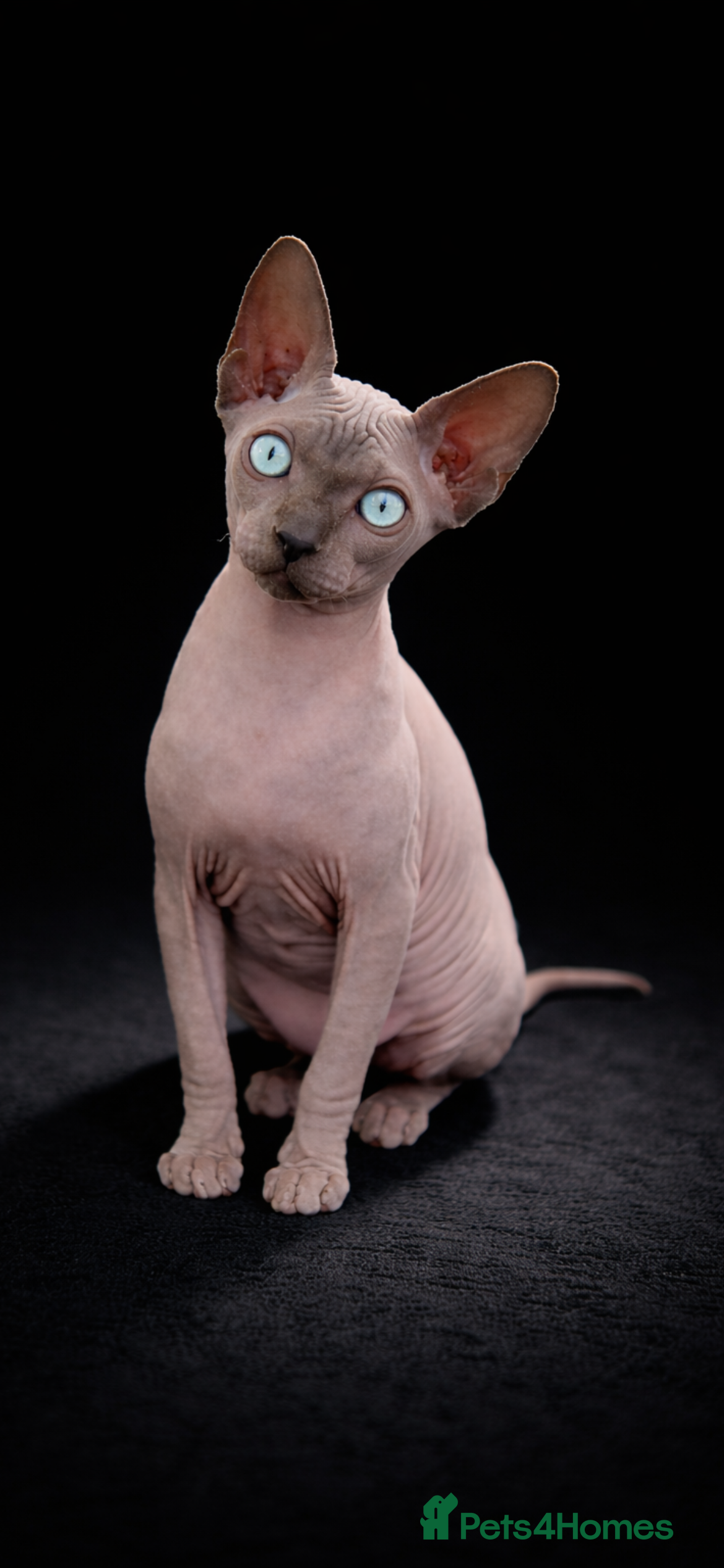 Sphynx cats Sphynx Kittens - European Champion Bloodlines - Advert 3
