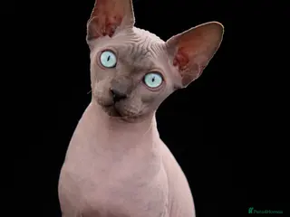 Sphynx cats Sphynx Kittens - European Champion Bloodlines - Advert 3