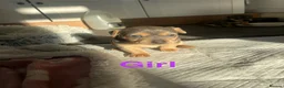 Jack Russell dogs for sale: Blue and tan jack Russel pups  - Advert 1