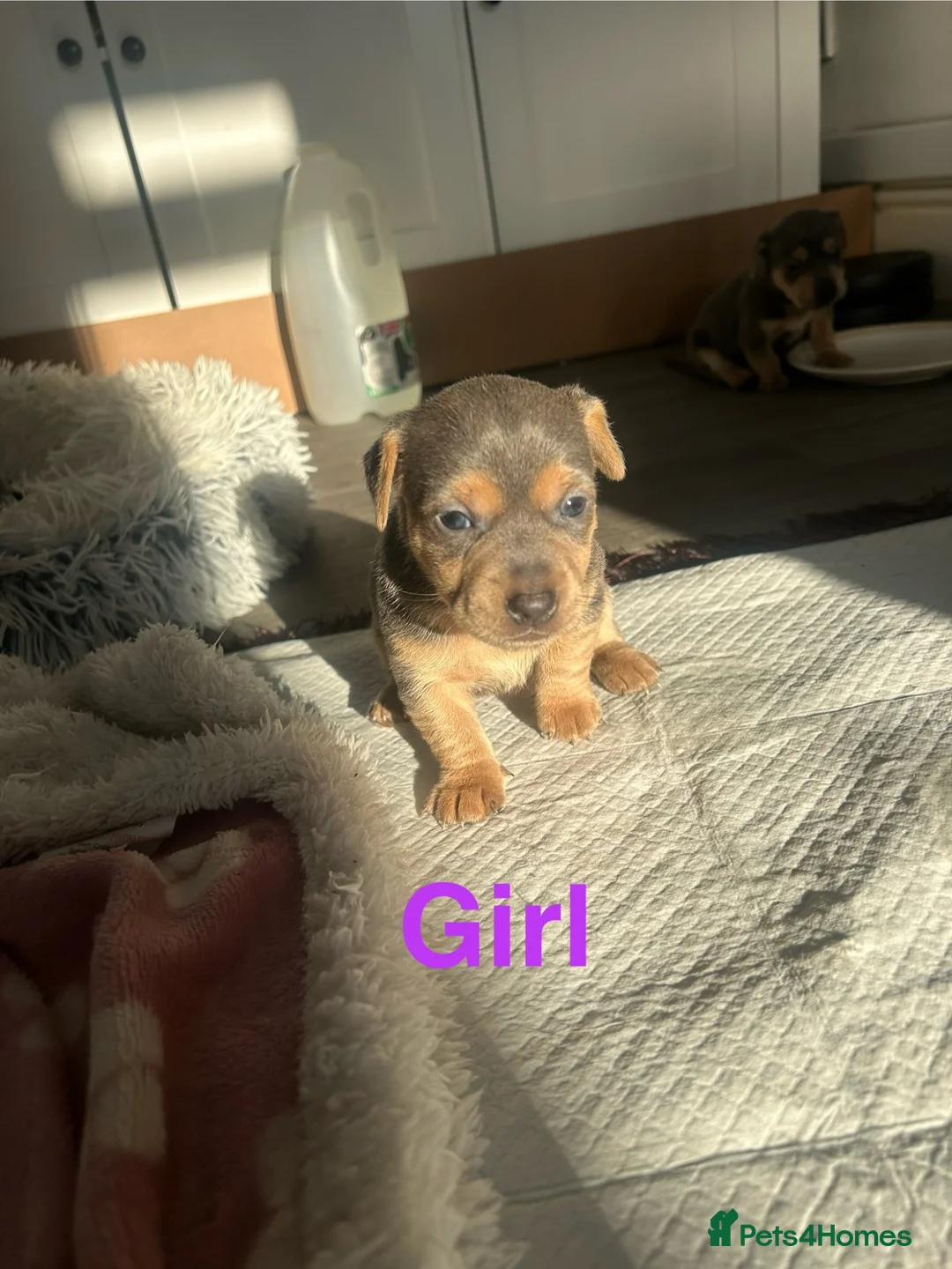 Jack Russell dogs for sale: Blue and tan jack Russel pups  - Advert 1