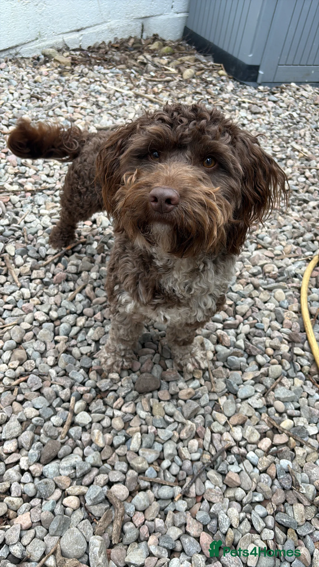 Cockapoo dogs for stud: F1 Chocolate Merle cockapoo for stud  - Advert 2