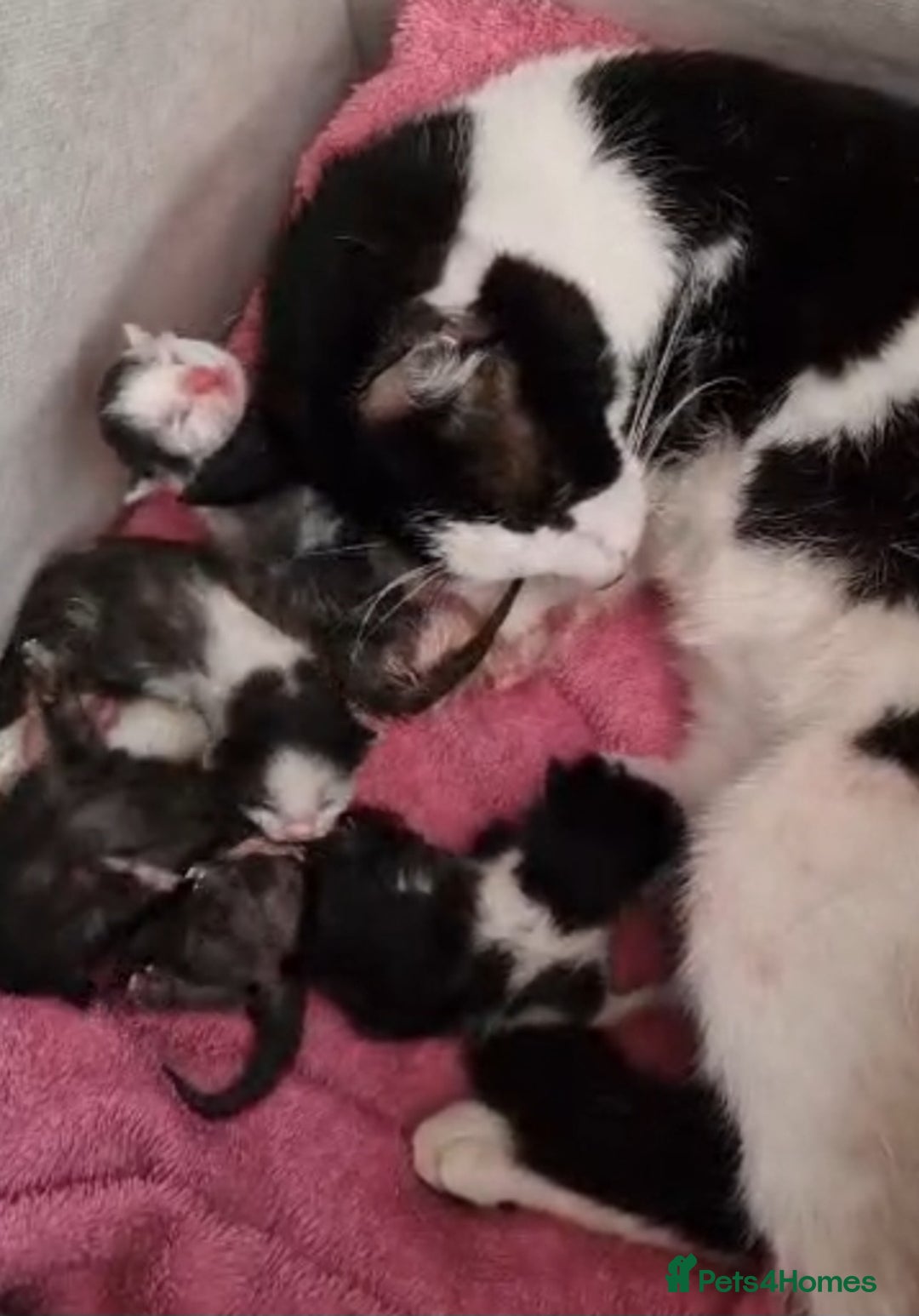 Mixed Breed cats for sale: 4 peculiar kittens with elf ears ❤️ - Image 10