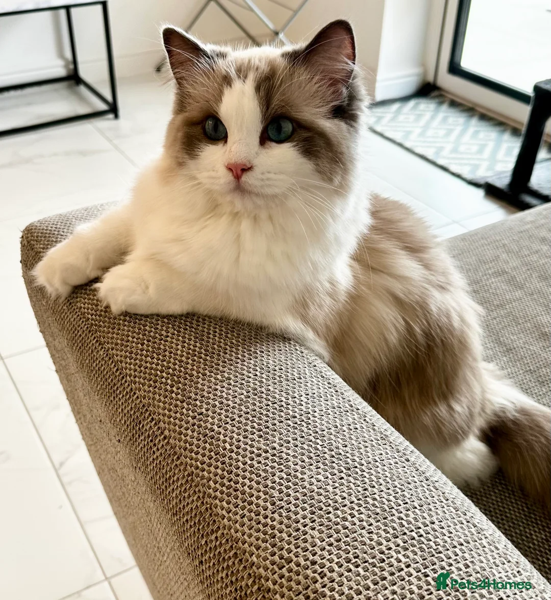 Ragdoll cats for sale:  🩷 Exquisite Active European Ragdoll 🇳🇱  - Advert 7