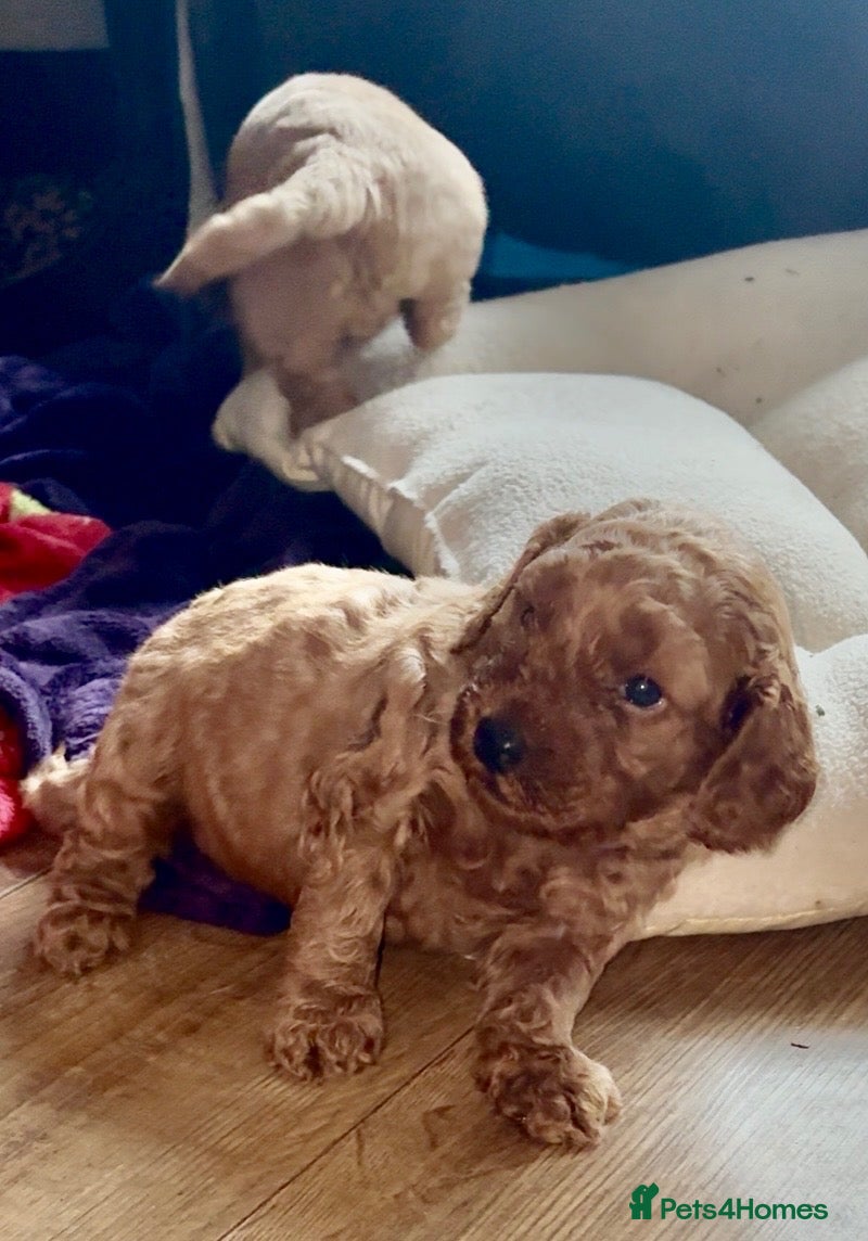 Cockapoo dogs Beautiful Cockapoo puppies - Advert 1