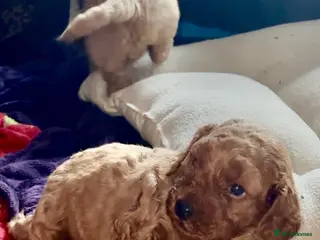 Cockapoo dogs Beautiful Cockapoo puppies - Advert 1