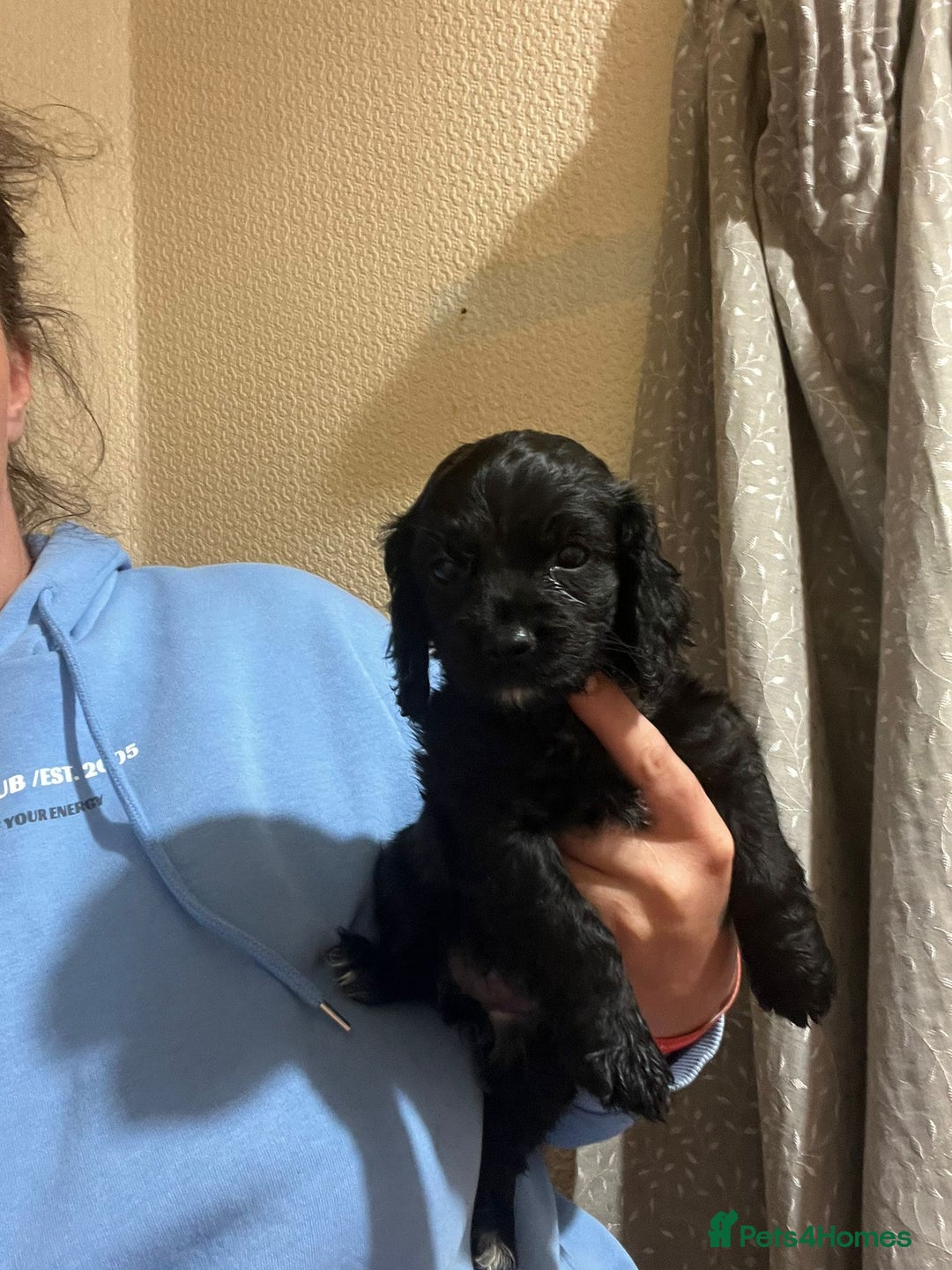 Cockapoo dogs for sale: 2 black stunning girls cockerpoos - Advert 12