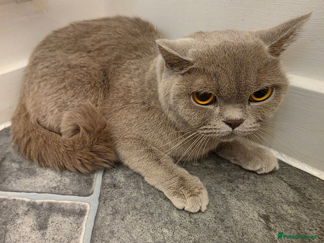 British Shorthair cats for sale: Beautiful Purebred British Shorthair (Lilac)  - Advert 2