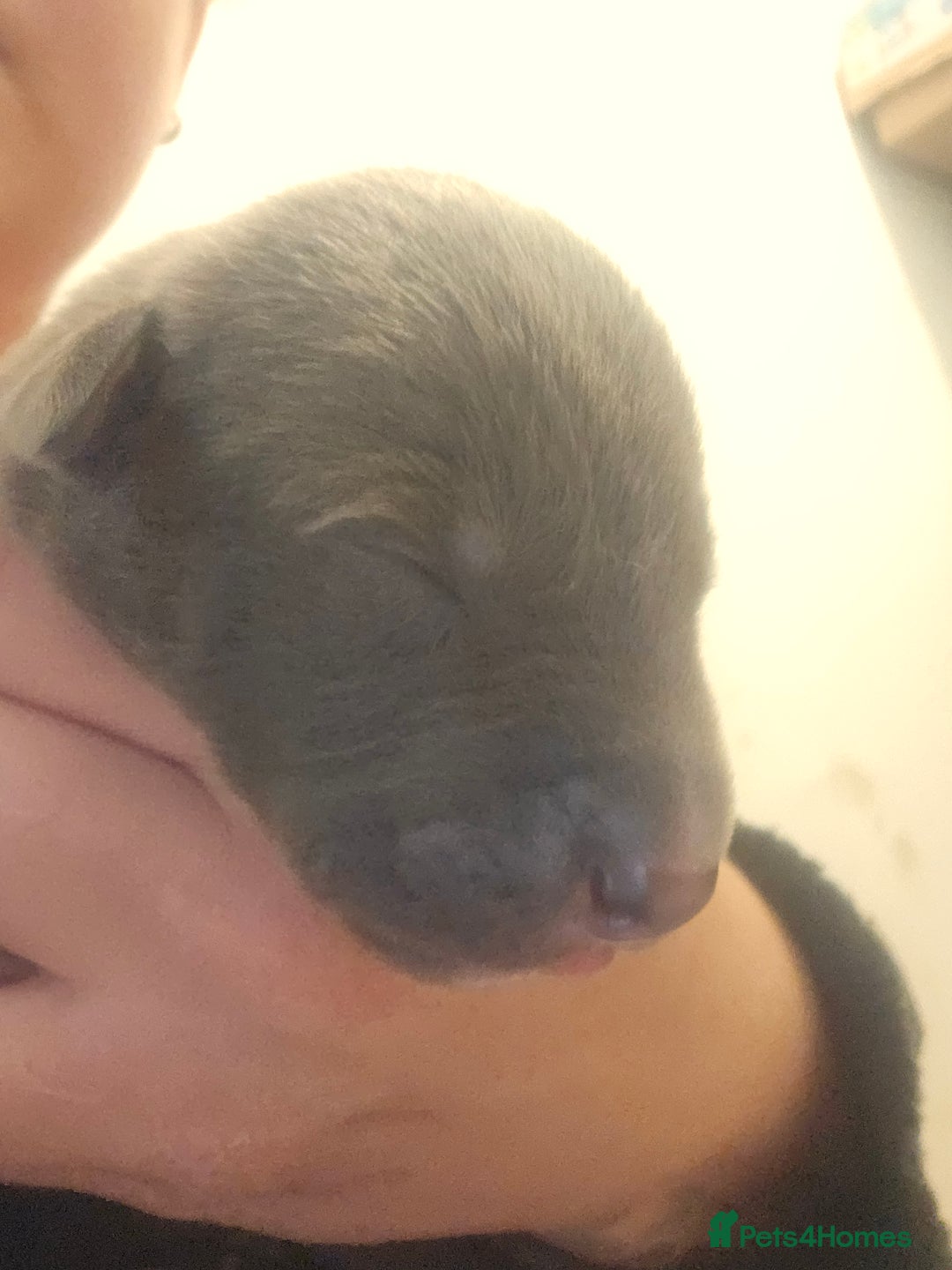 Lurcher dogs for sale: Lurcher puppies  - Image 9