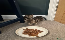 Domestic Shorthair cats for sale: Gorgeous little tabby girl - ready to go - Image 3