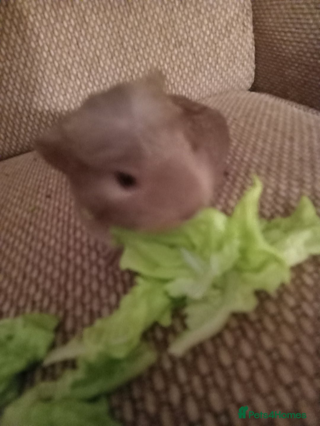 Guinea Pig rodents for sale: 4 girls ready 27th jan - Advert 3