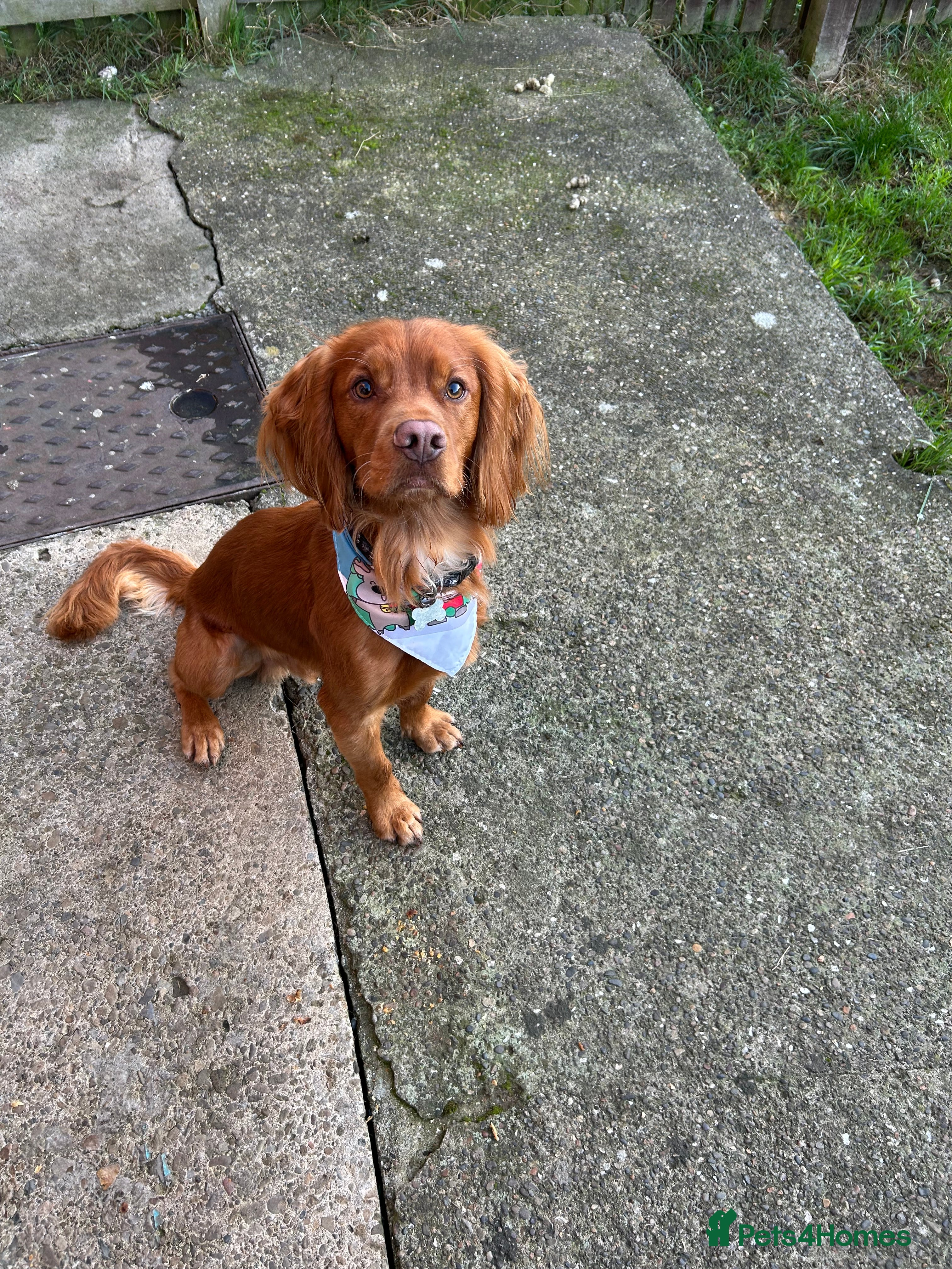 Cocker Spaniel dogs Working cocker for stud - Advert 6