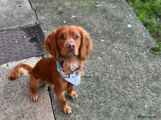 Cocker Spaniel dogs Working cocker for stud - Advert 6