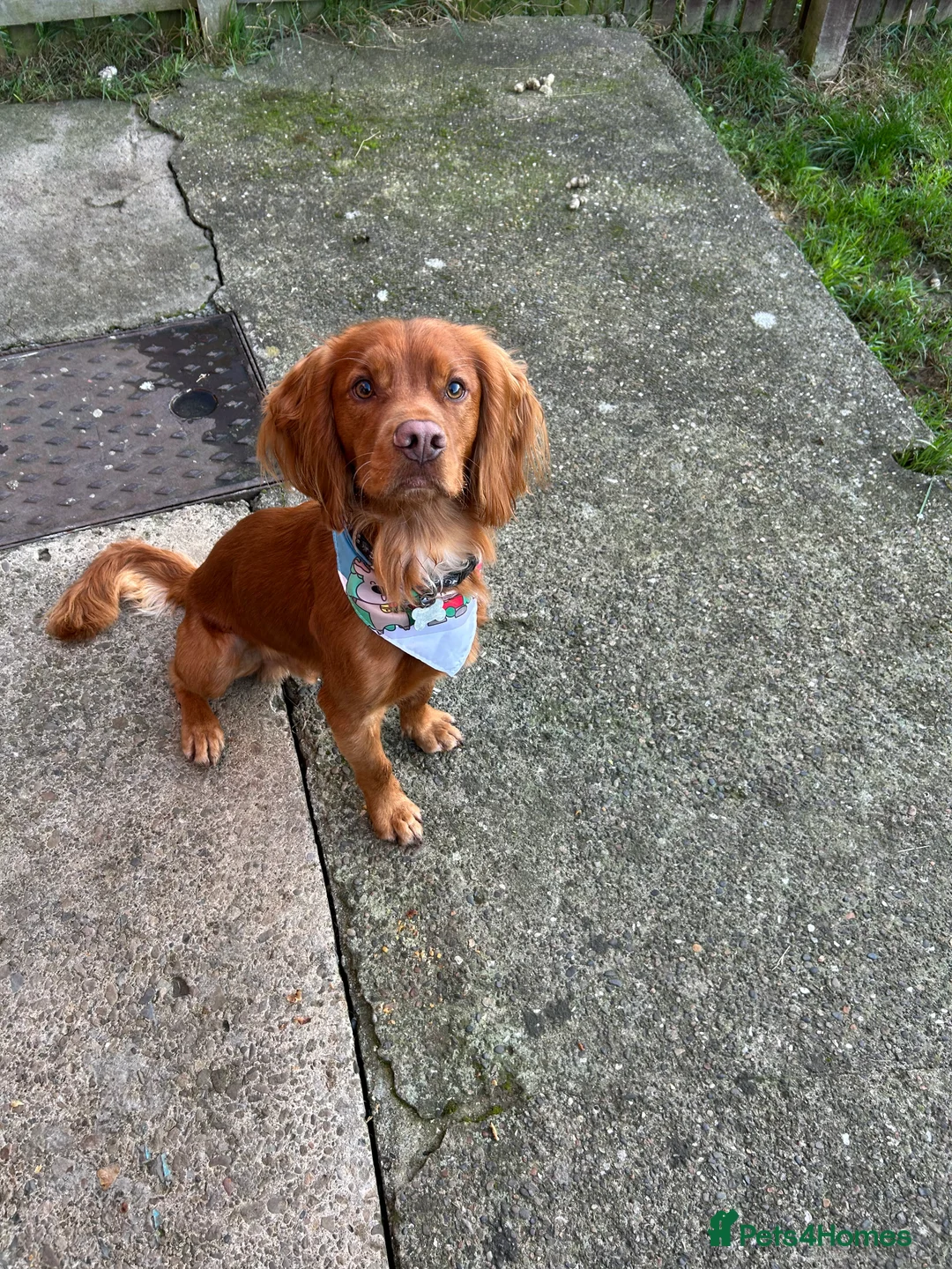 Cocker Spaniel dogs for stud: Working cocker for stud - Advert 1