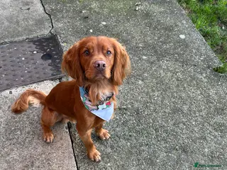 Cocker Spaniel dogs Working cocker for stud - Advert 16