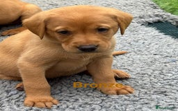 Labrador Retriever dogs for sale: Gorgeous KC Fox Red Labs - Image 9