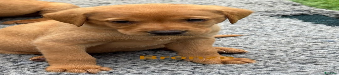 Labrador Retriever Puppy 4