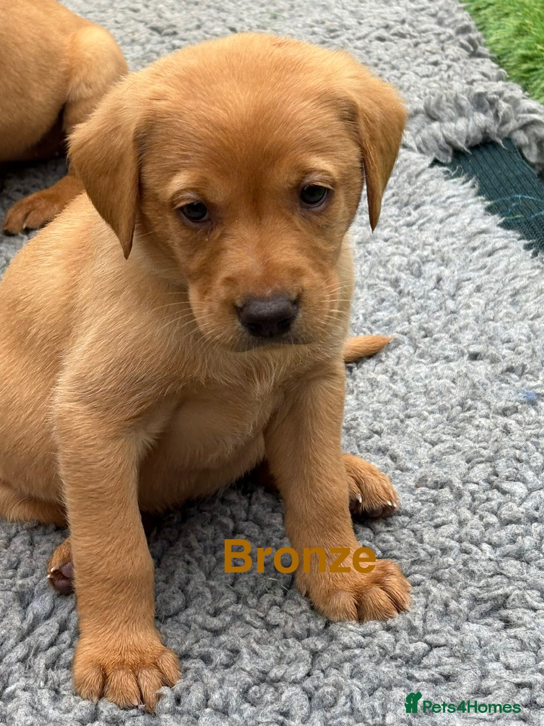 Labrador Retriever dogs for sale: Gorgeous KC Fox Red Labs - Image 9