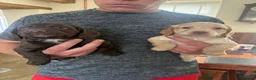 Cocker Spaniel dogs for sale: Kc Health Tested Working Cocker Pups - Advert 1