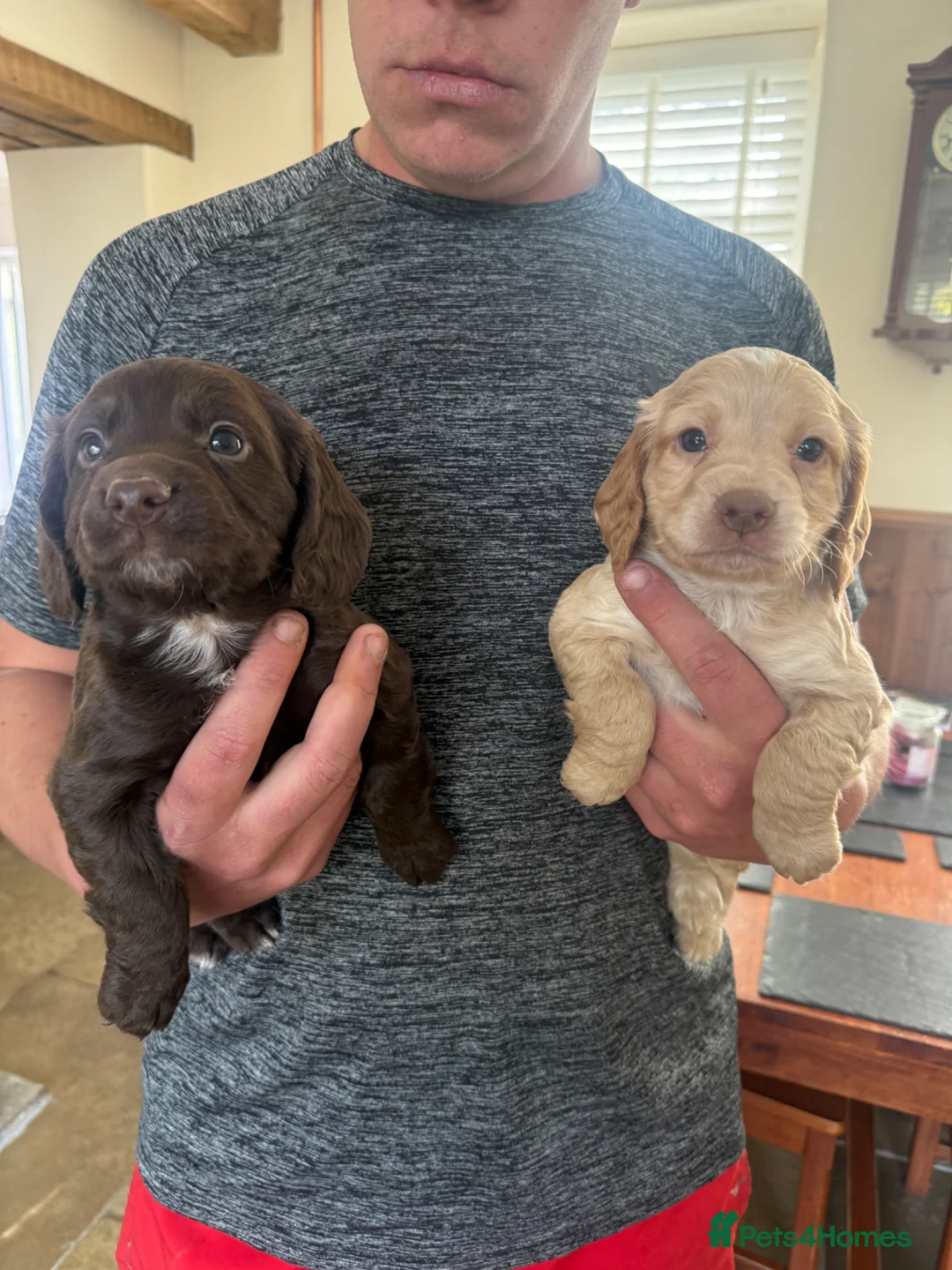 Cocker Spaniel dogs for sale: Kc Health Tested Working Cocker Pups - Advert 1