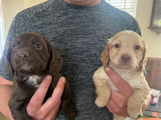 Cocker Spaniel dogs Kc Health Tested Working Cocker Pups - Advert 2